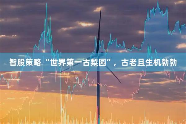 智股策略 “世界第一古梨园”,古老且生机勃勃